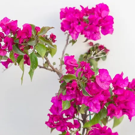 Dimi Brou's By Corfuescapes Gouvia